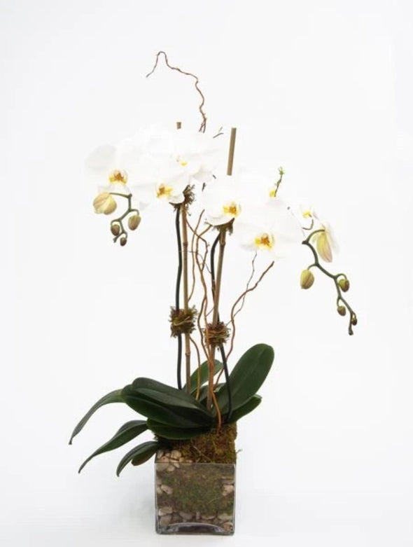 ORCHID IN GLASS VASE