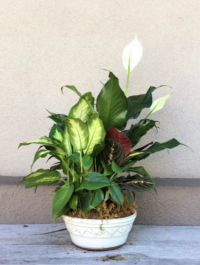 DISH GARDEN