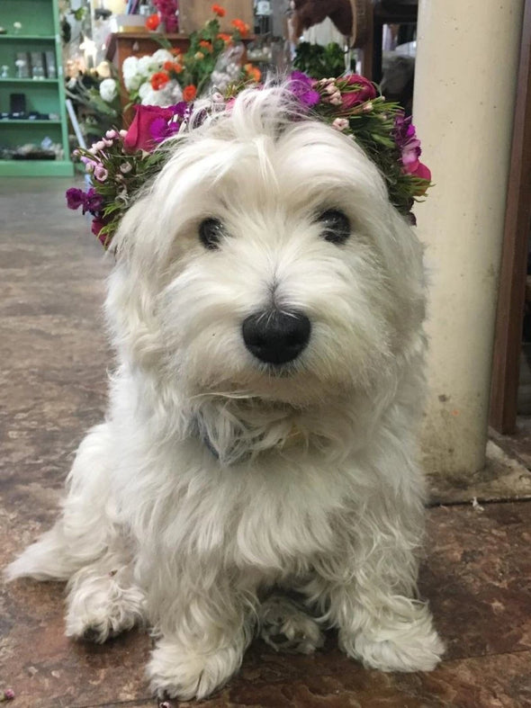 FULL FLOWER CROWN