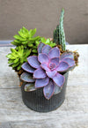 SUCCULENT GARDEN