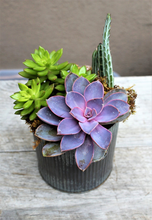 SUCCULENT GARDEN