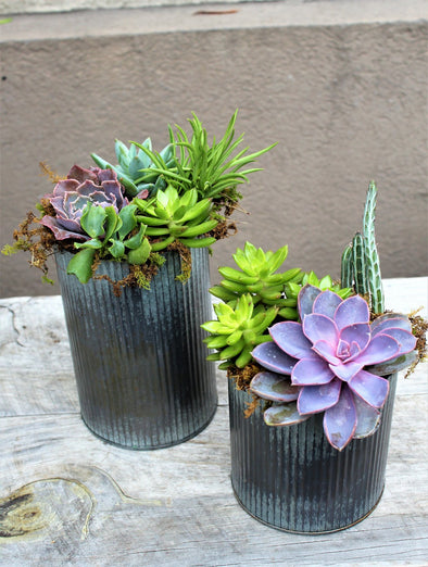 SUCCULENT GARDEN