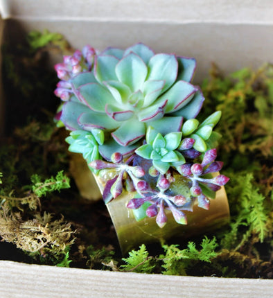 SUCCULENT CUFF BRACELET