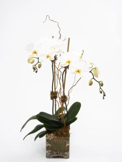 ORCHID IN GLASS VASE