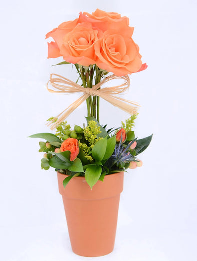 ROSE TOPIARY