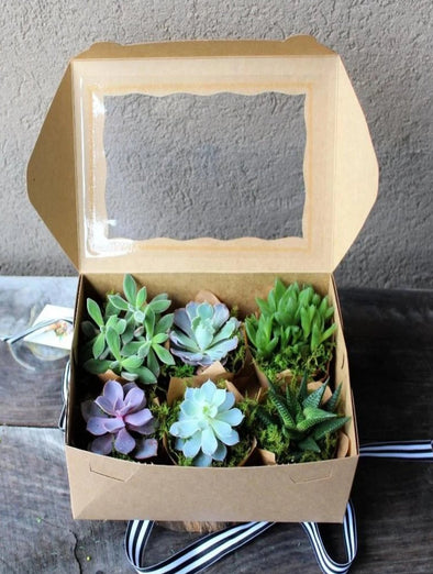 SUCCULENT CUPCAKES